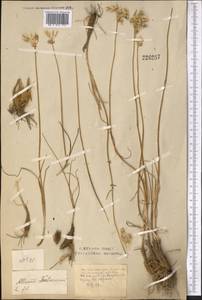 Allium inderiense Fisch. ex Bunge, Middle Asia, Northern & Central Kazakhstan (M10) (Kazakhstan)