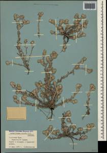 Bombycilaena erecta (L.) Smoljan., Crimea (KRYM) (Russia)