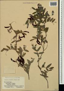 Lathyrus incurvus (Roth)Willd., Crimea (KRYM) (Russia)