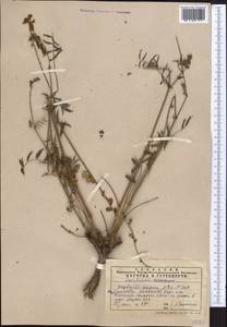 Onobrychis amoena Popov & Vved., Middle Asia, Western Tian Shan & Karatau (M3) (Kazakhstan)