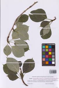 Populus suaveolens Fisch., Eastern Europe, Moscow region (E4a) (Russia)