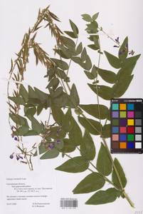 Galega orientalis Lam., Eastern Europe, Western region (E3) (Russia)