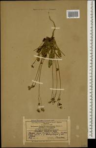 Crepis sancta subsp. sancta, Caucasus, Azerbaijan (K6) (Azerbaijan)