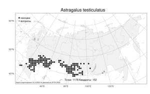 Astragalus testiculatus Pall., Atlas of the Russian Flora (FLORUS) (Russia)