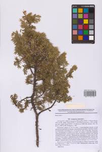 Juniperus communis L., Eastern Europe, Central forest region (E5) (Russia)