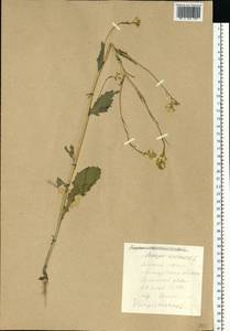 Rhamphospermum arvense (L.) Andrz. ex Besser, Eastern Europe, Central forest-and-steppe region (E6) (Russia)