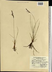 Carex nigra (L.) Reichard, Eastern Europe, West Ukrainian region (E13) (Ukraine)