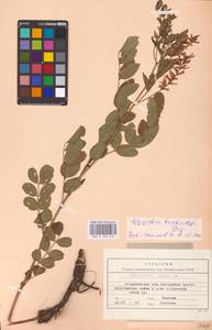 Glycyrrhiza glabra L., Eastern Europe, Lower Volga region (E9) (Russia)