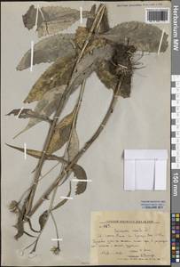 Saussurea neoserrata Nakai, Siberia, Russian Far East (S6) (Russia)