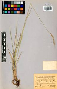 Elymus gmelinii (Trin.) Tzvelev, Siberia, Baikal & Transbaikal region (S4) (Russia)