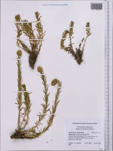 Rhodiola semenovii (Regel & Herder) Boriss., Middle Asia, Western Tian Shan & Karatau (M3) (Kyrgyzstan)