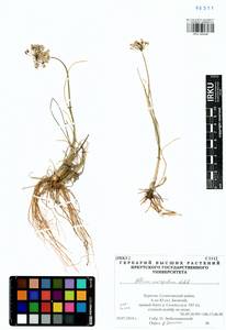 Allium anisopodium Ledeb., Siberia, Baikal & Transbaikal region (S4) (Russia)