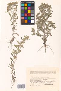 Gnaphalium rossicum Kirp., Eastern Europe, Lower Volga region (E9) (Russia)