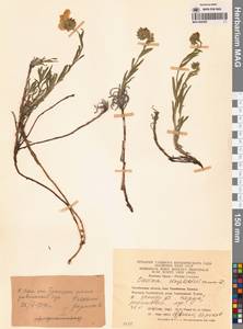 Onosma simplicissima L., Eastern Europe, Eastern region (E10) (Russia)