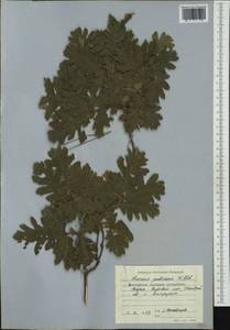 Quercus pubescens Willd. , nom. cons., Western Europe (EUR) (Bulgaria)