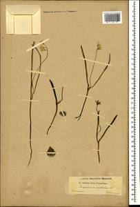 Puschkinia scilloides Adams, Caucasus (no precise locality) (K0)