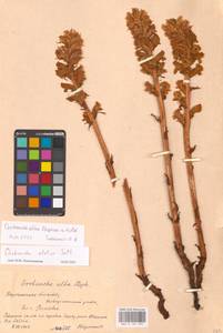 Orobanche alba Steph. ex Willd., Eastern Europe, Central forest-and-steppe region (E6) (Russia)