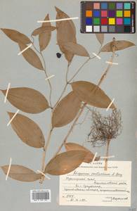 Disporum viridescens (Maxim.) Nakai, Siberia, Russian Far East (S6) (Russia)