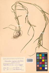 Echinochloa oryzoides (Ard.) Fritsch, Siberia, Russian Far East (S6) (Russia)