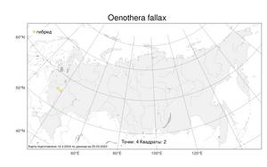 Oenothera × fallax Renner, Atlas of the Russian Flora (FLORUS) (Russia)