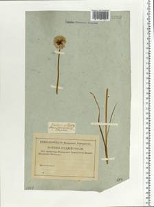 Allium schoenoprasum L., Eastern Europe, Lower Volga region (E9) (Russia)