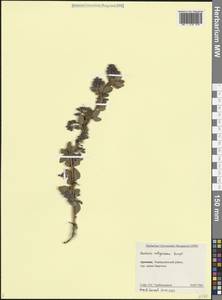 Berberis integerrima Bunge, Caucasus, Armenia (K5) (Armenia)