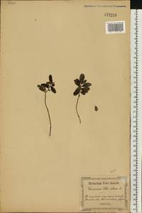Vaccinium vitis-idaea L., Eastern Europe, North Ukrainian region (E11) (Ukraine)