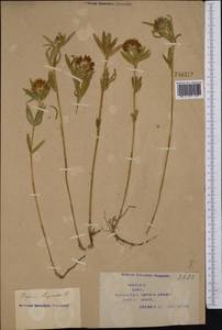 Trifolium lupinaster L., Middle Asia, Syr-Darian deserts & Kyzylkum (M7) (Kazakhstan)