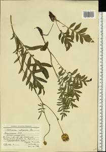 Rhaponticoides ruthenica (Lam.) M. V. Agab. & Greuter, Eastern Europe, Eastern region (E10) (Russia)