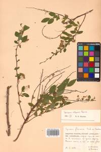 Spiraea flexuosa Fisch. ex Cambess., Siberia, Russian Far East (S6) (Russia)