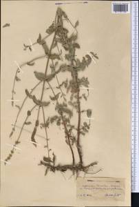 Mentha longifolia var. asiatica (Boriss.) Rech.f., Middle Asia, Kopet Dag, Badkhyz, Small & Great Balkhan (M1) (Turkmenistan)