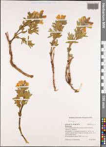 Thermopsis, Middle Asia, Northern & Central Tian Shan (M4) (Kyrgyzstan)