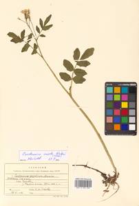 Cardamine yezoensis Maxim., Siberia, Russian Far East (S6) (Russia)