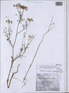 Torilis ucranica Spreng., South Asia, South Asia (Asia outside ex-Soviet states and Mongolia) (ASIA) (Turkey)