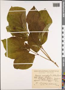 Paeonia wittmanniana Hartw. ex Lindl., Caucasus, Georgia (K4) (Georgia)