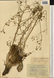 Peucedanum ruthenicum M. Bieb., Eastern Europe, North Ukrainian region (E11) (Ukraine)