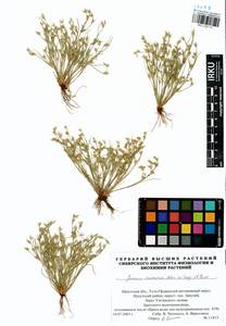 Juncus ranarius Songeon & E. P. Perrier, Siberia, Baikal & Transbaikal region (S4) (Russia)