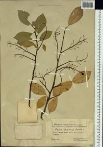 Prunus padus L., Siberia, Western Siberia (S1) (Russia)