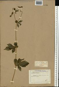 Geum aleppicum Jacq., Eastern Europe, North Ukrainian region (E11) (Ukraine)