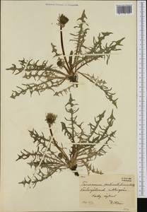 Taraxacum pectinatiforme H. H. Lindb., Western Europe (EUR) (Sweden)