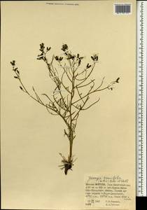 Crepidiastrum tenuifolium (Willd.) Sennikov, Mongolia (MONG) (Mongolia)