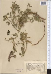 Zygophyllum obliquum Popov, Middle Asia, Northern & Central Tian Shan (M4) (Kyrgyzstan)