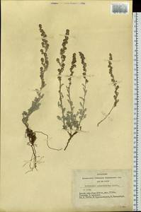 Artemisia compacta Fisch. ex Besser, Siberia, Altai & Sayany Mountains (S2) (Russia)