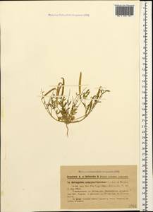 Astragalus campylorhynchus Fischer & C. A. Meyer, Caucasus, Azerbaijan (K6) (Azerbaijan)