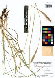 Elymus dahuricus Griseb., Siberia, Baikal & Transbaikal region (S4) (Russia)