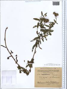 Pulicaria dysenterica (L.) Bernh., Caucasus, Stavropol Krai, Karachay-Cherkessia & Kabardino-Balkaria (K1b) (Russia)