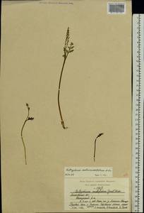 Botrychium matricariifolium (Döll) A. Braun ex Koch, Eastern Europe, Moscow region (E4a) (Russia)