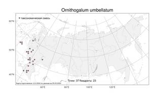 Ornithogalum umbellatum L., Atlas of the Russian Flora (FLORUS) (Russia)