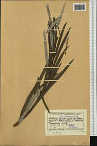 Salix elaeagnos, Western Europe (EUR) (Albania)