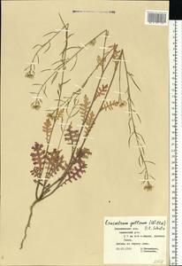 Erucastrum gallicum (Willd.) O. E. Schulz, Eastern Europe, Central forest-and-steppe region (E6) (Russia)